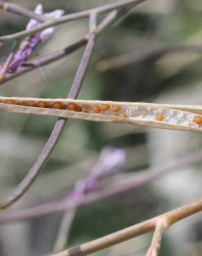 Fotografia 8 da espécie Moricandia arvensis no Jardim Botânico UTAD