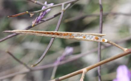 Fotografia da espécie Moricandia arvensis