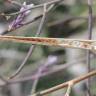 Fotografia 8 da espécie Moricandia arvensis do Jardim Botânico UTAD