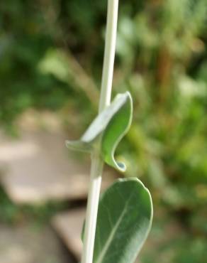 Fotografia 15 da espécie Moricandia arvensis no Jardim Botânico UTAD