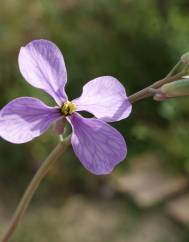 Moricandia arvensis