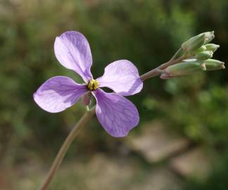 Fotografia da espécie Moricandia arvensis