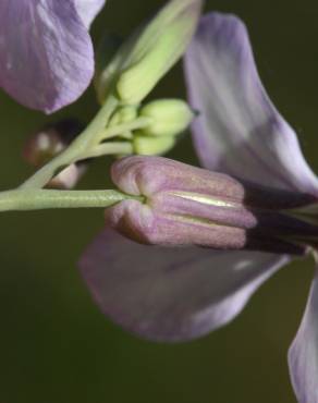 Fotografia 18 da espécie Moricandia arvensis no Jardim Botânico UTAD