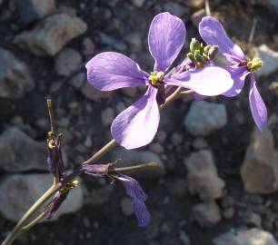 Fotografia da espécie Moricandia arvensis