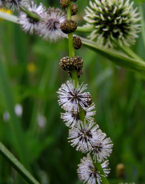 Fotografia 7 da espécie Sparganium erectum subesp. neglectum no Jardim Botânico UTAD