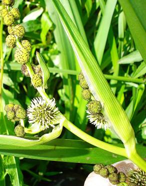 Fotografia 9 da espécie Sparganium erectum subesp. neglectum no Jardim Botânico UTAD