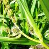 Fotografia 9 da espécie Sparganium erectum subesp. neglectum do Jardim Botânico UTAD