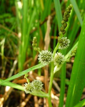 Fotografia 10 da espécie Sparganium erectum subesp. neglectum no Jardim Botânico UTAD