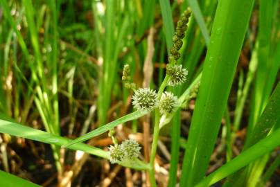 Fotografia da espécie Sparganium erectum subesp. neglectum