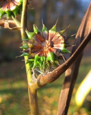 Fotografia 13 da espécie Sparganium erectum subesp. neglectum no Jardim Botânico UTAD