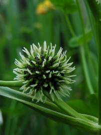 Fotografia da espécie Sparganium erectum subesp. neglectum