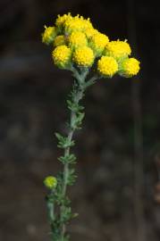 Fotografia da espécie Tanacetum microphyllum