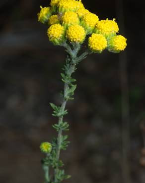 Fotografia 3 da espécie Tanacetum microphyllum no Jardim Botânico UTAD