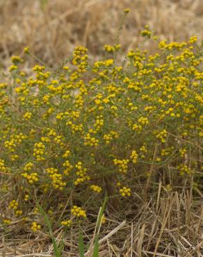 Fotografia 4 da espécie Tanacetum microphyllum no Jardim Botânico UTAD