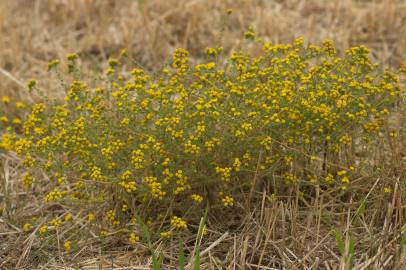 Fotografia da espécie Tanacetum microphyllum