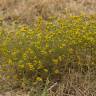 Fotografia 4 da espécie Tanacetum microphyllum do Jardim Botânico UTAD