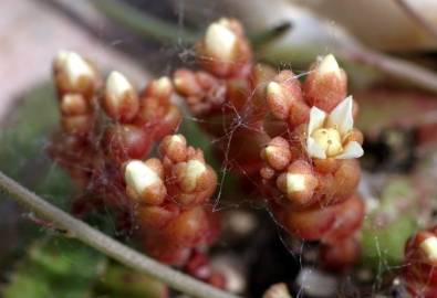 Fotografia da espécie Sedum andegavense