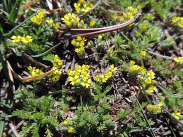 Fotografia da espécie Alyssum minutum