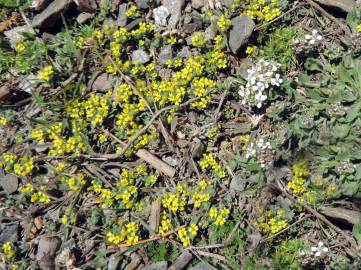 Fotografia da espécie Alyssum minutum