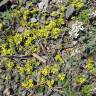 Fotografia 5 da espécie Alyssum minutum do Jardim Botânico UTAD