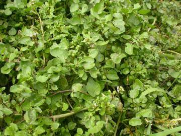 Fotografia da espécie Nasturtium officinale