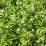 Fotografia 8 da espécie Nasturtium officinale do Jardim Botânico UTAD