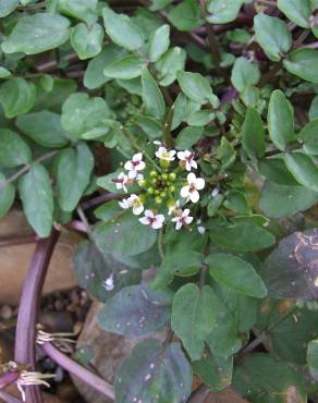 Fotografia 9 da espécie Nasturtium officinale no Jardim Botânico UTAD