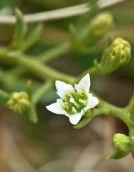 Thesium humifusum