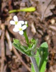 Arabis stenocarpa