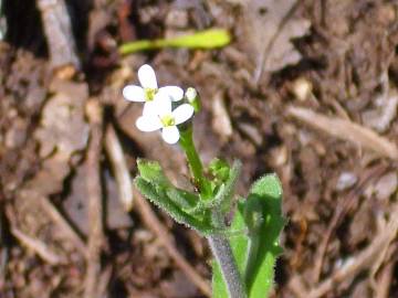 Fotografia da espécie Arabis stenocarpa