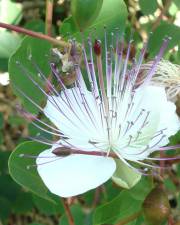 Fotografia da espécie Capparis spinosa