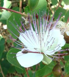 Fotografia da espécie Capparis spinosa subesp. rupestris