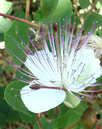 Fotografia de capa Capparis spinosa subesp. rupestris - do Jardim Botânico