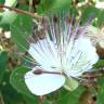 Fotografia 1 da espécie Capparis spinosa subesp. rupestris do Jardim Botânico UTAD