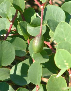 Fotografia 3 da espécie Capparis spinosa subesp. rupestris no Jardim Botânico UTAD