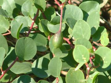 Fotografia da espécie Capparis spinosa subesp. rupestris