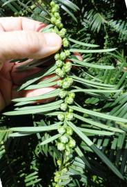 Fotografia da espécie Cephalotaxus harringtonii