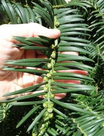 Fotografia da espécie Cephalotaxus harringtonii