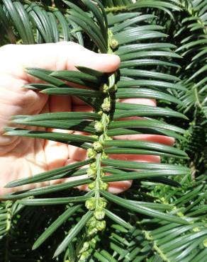 Fotografia 5 da espécie Cephalotaxus harringtonii no Jardim Botânico UTAD