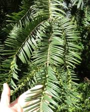 Fotografia da espécie Cephalotaxus harringtonii