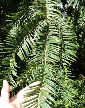 Fotografia 1 da espécie Cephalotaxus harringtonii no Jardim Botânico UTAD