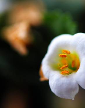 Fotografia 7 da espécie Chaenostoma cordatum no Jardim Botânico UTAD