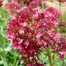 Fotografia 12 da espécie Centranthus ruber do Jardim Botânico UTAD