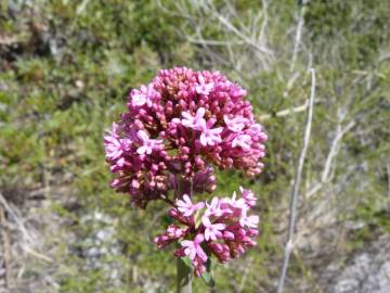 Fotografia da espécie Centranthus ruber