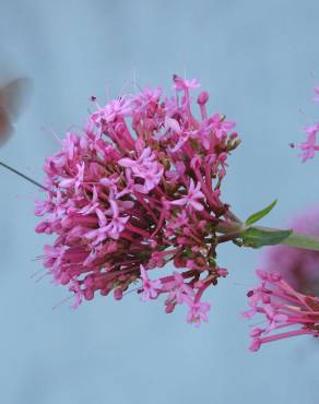 Fotografia 15 da espécie Centranthus ruber no Jardim Botânico UTAD