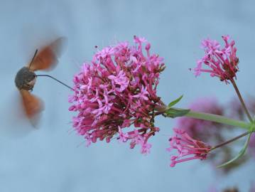 Fotografia da espécie Centranthus ruber