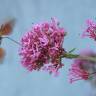 Fotografia 15 da espécie Centranthus ruber do Jardim Botânico UTAD