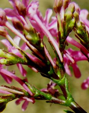 Fotografia 16 da espécie Centranthus ruber no Jardim Botânico UTAD