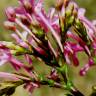 Fotografia 16 da espécie Centranthus ruber do Jardim Botânico UTAD