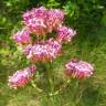 Fotografia 17 da espécie Centranthus ruber do Jardim Botânico UTAD